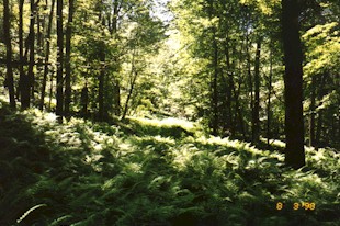 The Ferney Run Trail