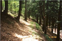 Descending into Bonnell Run