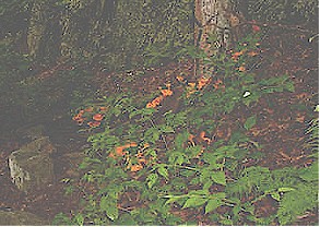 Orange colored fungus along the trail